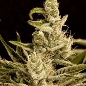 Early Skunk x Northern Lights