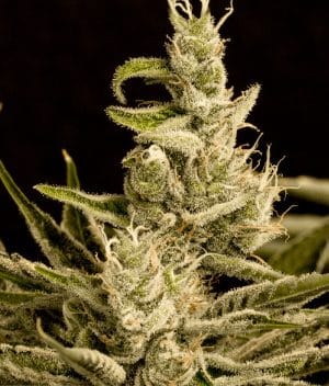 Early Skunk x Northern Lights
