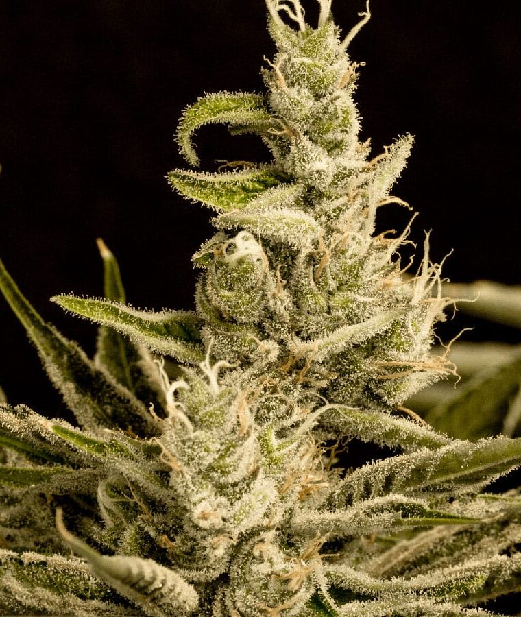 early_skunk_x_nl.jpg