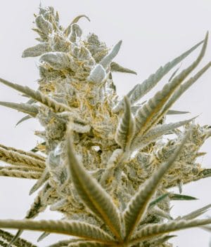 Exodus Cheese