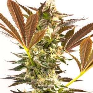 Fire OG