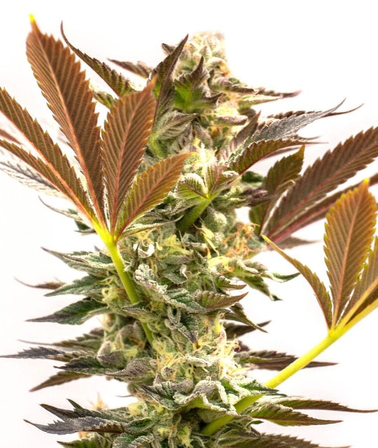 fire_og-1.jpg