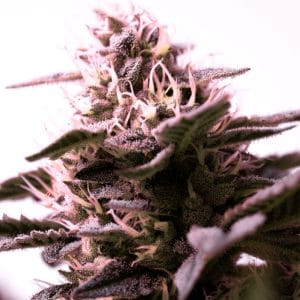 G13