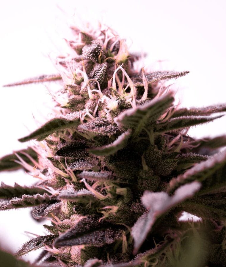 g13-1.jpg