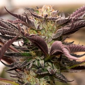 Gelato