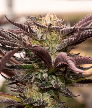 Gelato