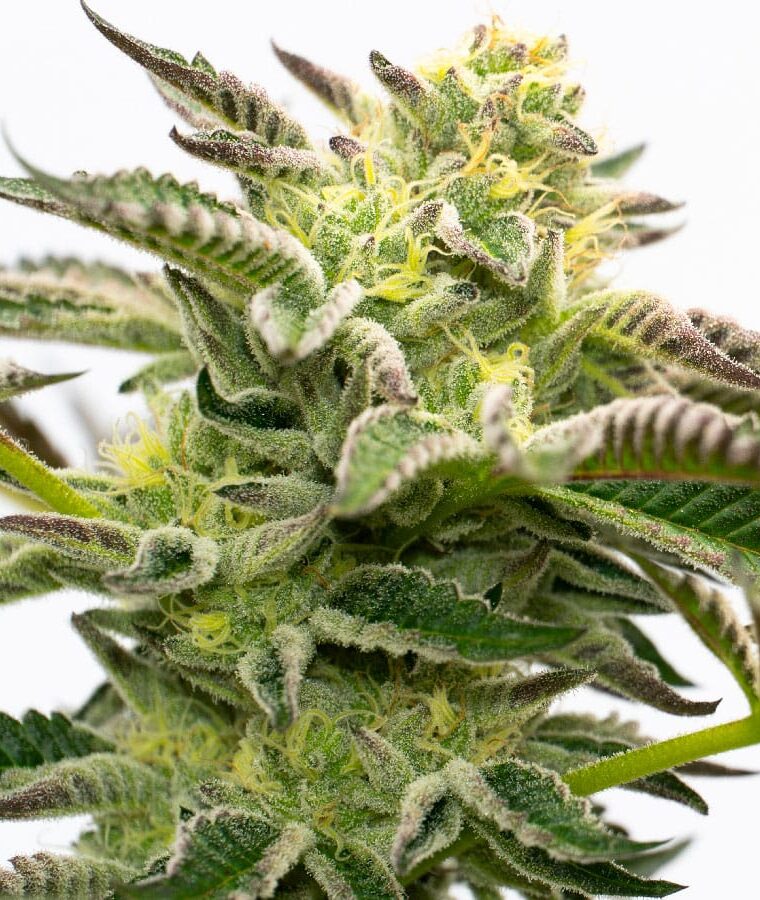 girl_scout_cookies_x_sour_diesel.jpg