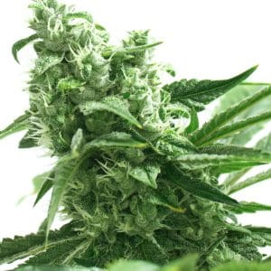 Gorilla Glue #4 x Zkittlez
