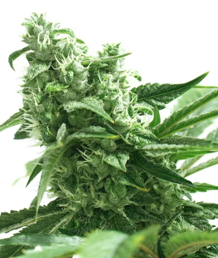 gorilla_glue_4_x_zkittlez.jpg