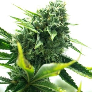 Gorilla Glue Lemon