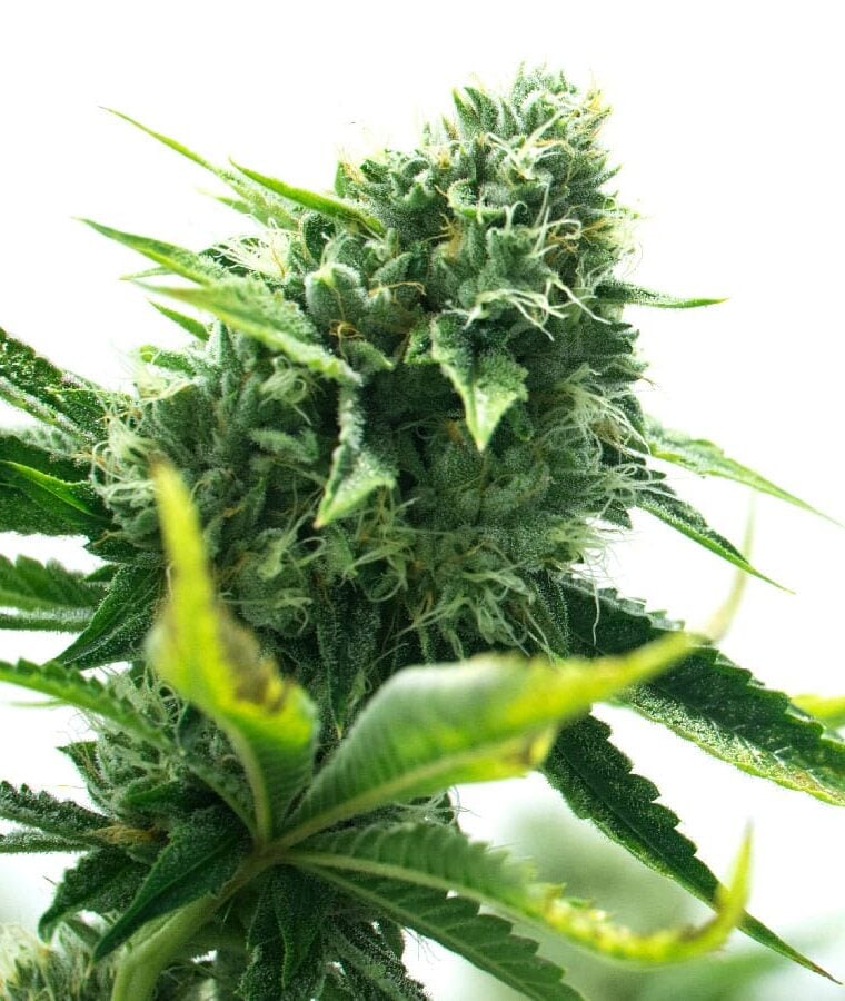 gorilla_glue_lemon.jpg