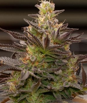 Grandaddy Purple x Bruce Banner