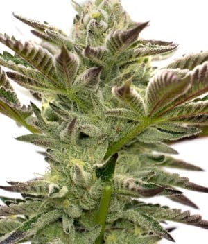 Grapefruit