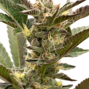 Grapefruit Autoflower