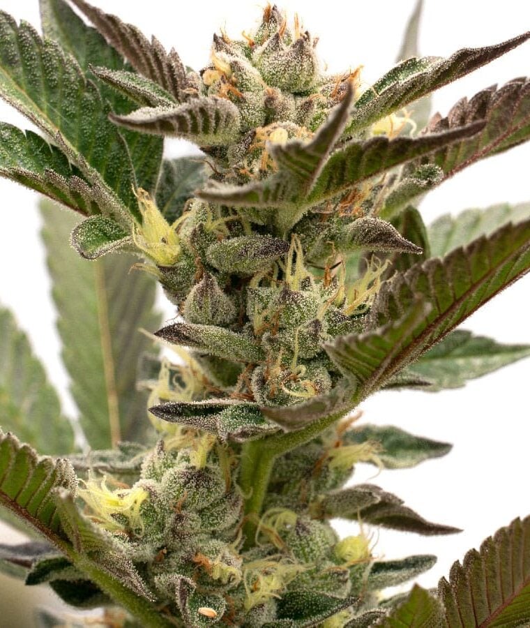 grapefruit_autoflowering.jpg