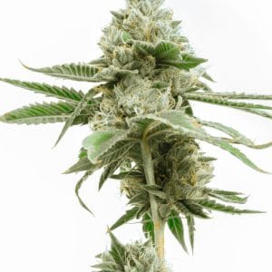 Great White Shark