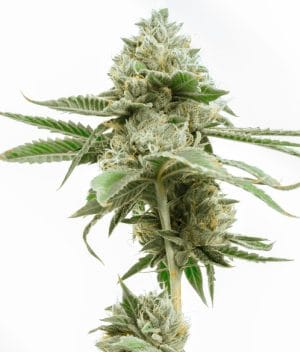 Great White Shark