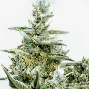 Green Crack