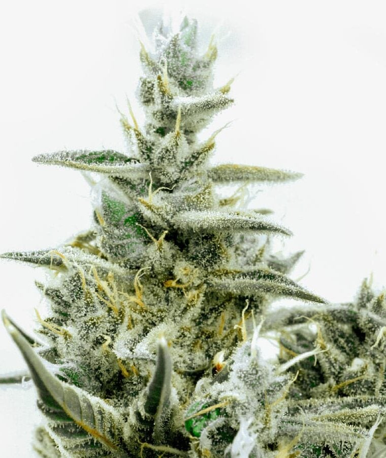 green_crack.jpg