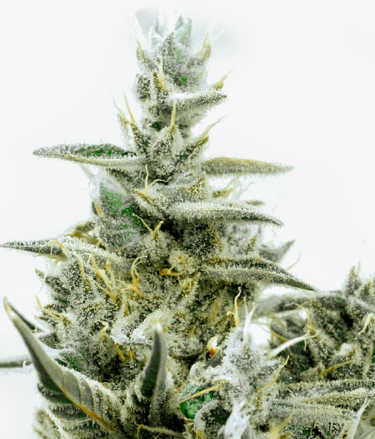 green_crack.jpg