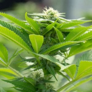 Green Crack x AK 47