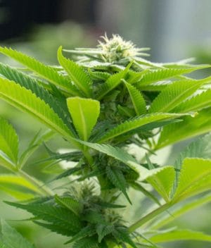 Green Crack x AK 47