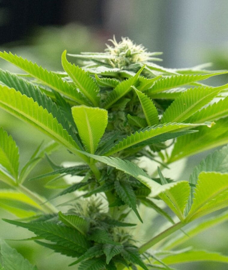 green_crack_x_ak47.jpg