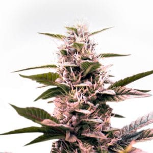 Green Crack x Amnesia Haze
