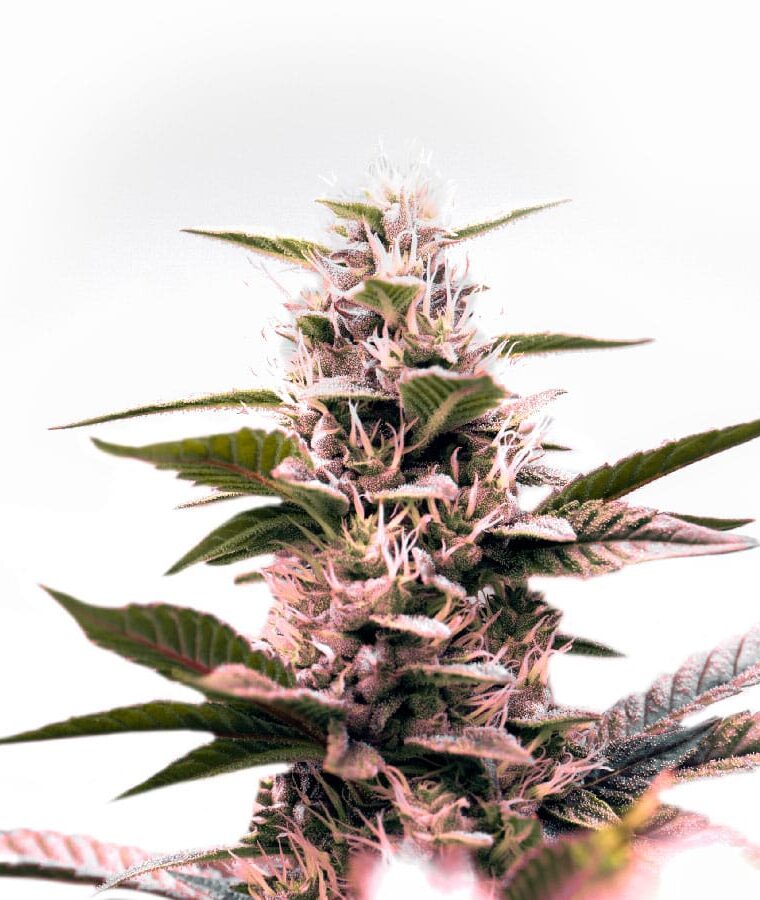 green_crack_x_amnesia_haze.jpg