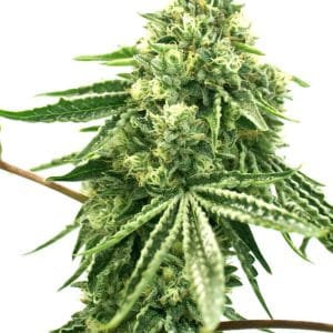 Green Crack x Core