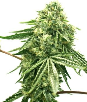 Green Crack x Core