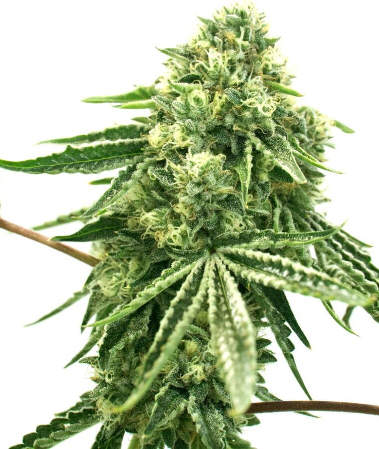 green_crack_x_core.jpg