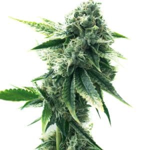 Green Crack x Super Silver Haze