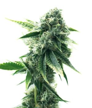 Green Crack x Super Silver Haze