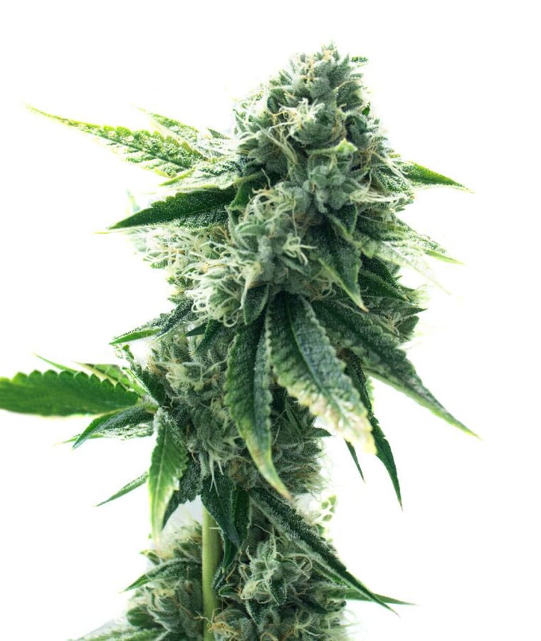green_crack_x_super_silver_haze.jpg
