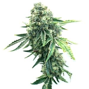 Haze XL Auto