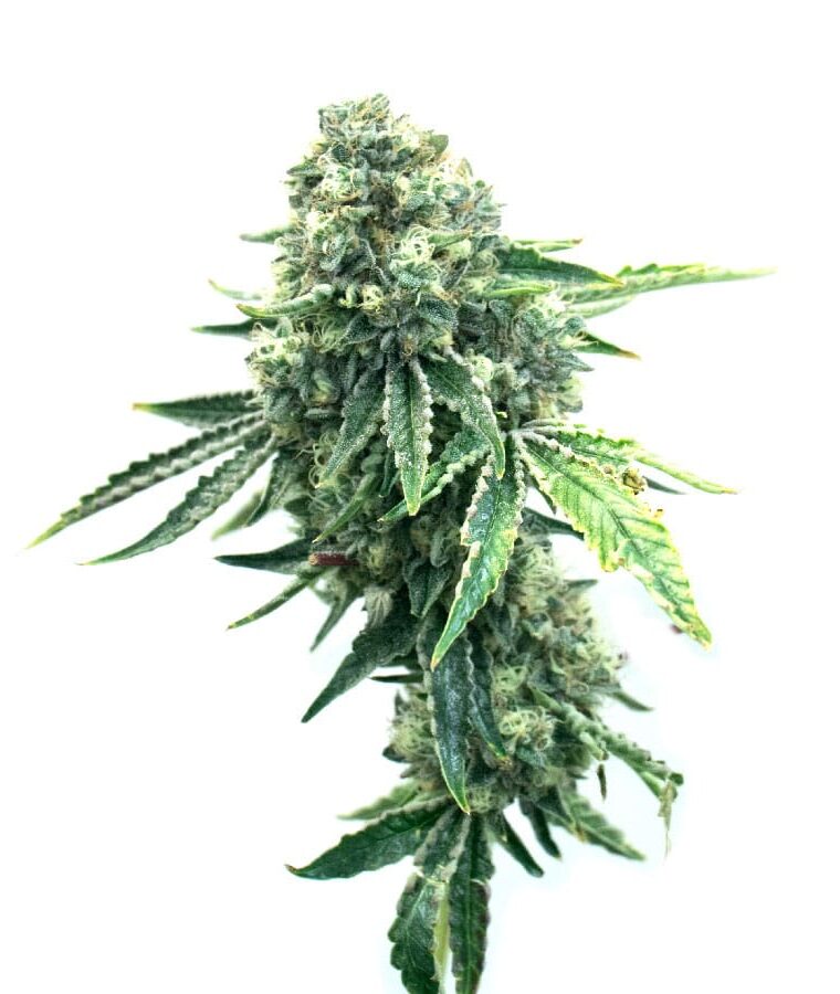 haze_xl_auto.jpg