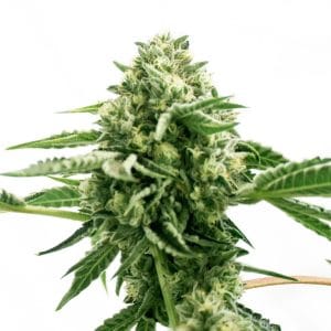 Hindu Kush