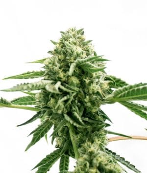 Hindu Kush