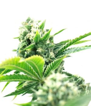 Jack Herer x Skunk