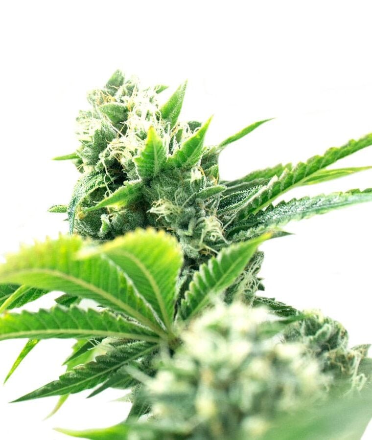 jack_herer_x_skunk.jpg