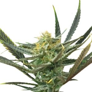 Lemon Diesel Haze