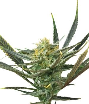 Lemon Diesel Haze