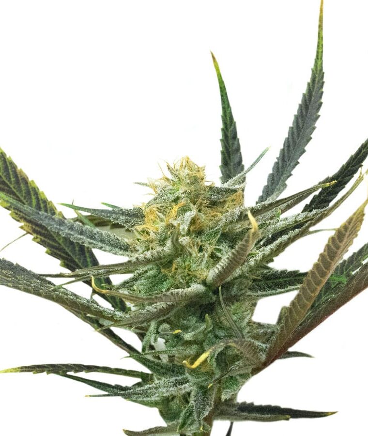 lemon_haze_diesel.jpg
