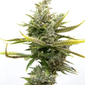 Magnum Autoflower