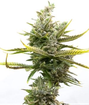 Magnum Autoflower