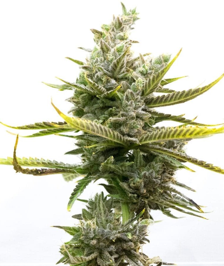 magnum_autoflower.jpg