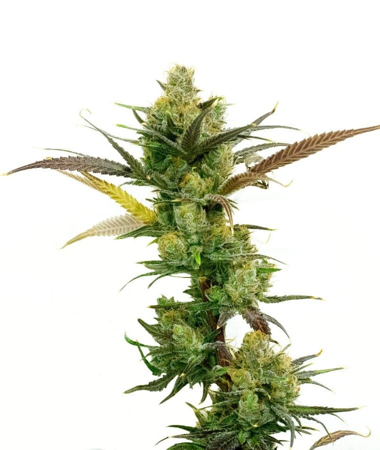 maxi_gomm_autoflower.jpg