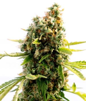 Mendocino Purple Kush