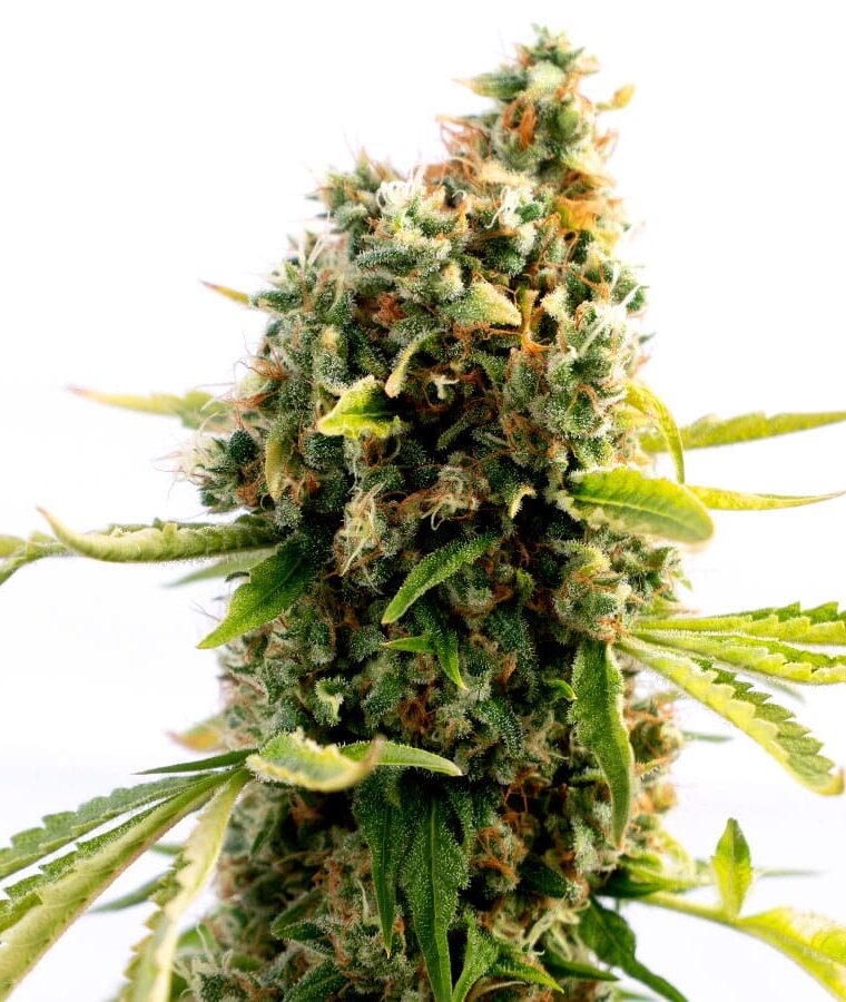 mendocino_purple_kush.jpg
